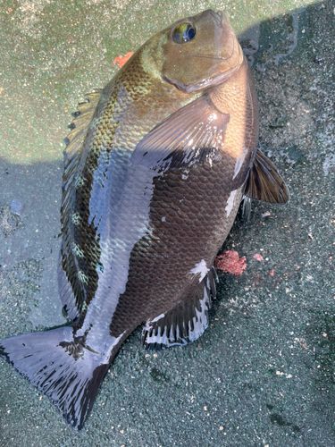 クチブトグレの釣果