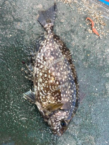 アイゴの釣果