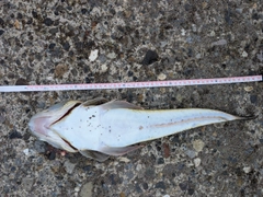 マゴチの釣果