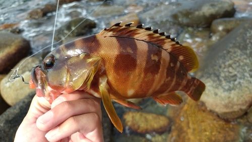 アカハタの釣果