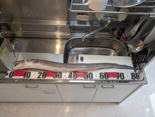 アナゴの釣果