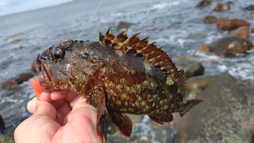 ガシラの釣果