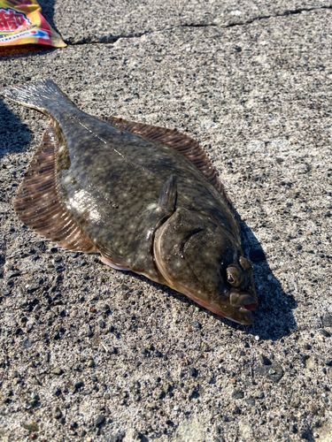 イシガレイの釣果