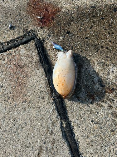 コウイカの釣果