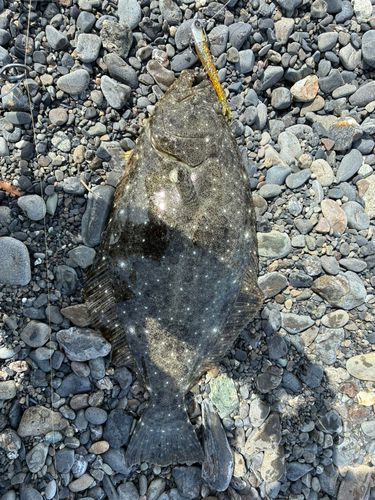 ヒラメの釣果