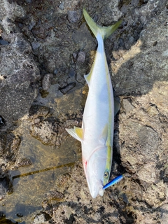 イナダの釣果