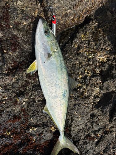 イナダの釣果