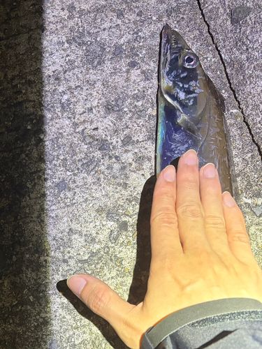 タチウオの釣果