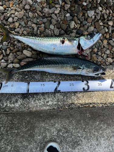 サバの釣果