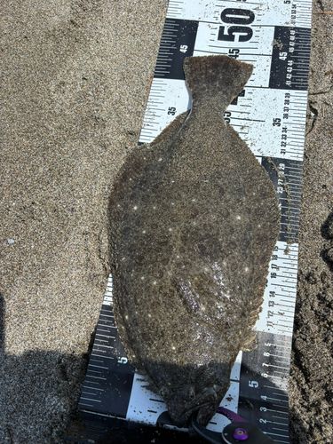 ヒラメの釣果