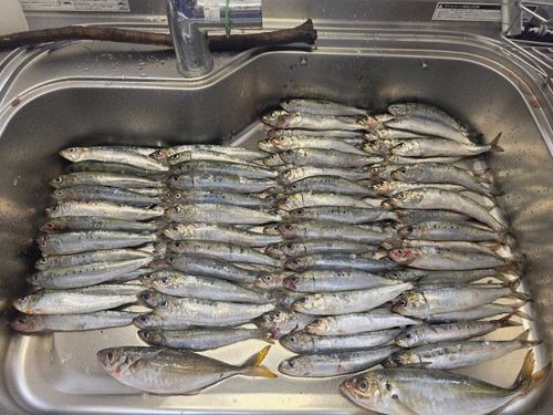 イワシの釣果