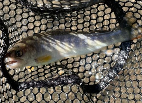 ヤマメの釣果