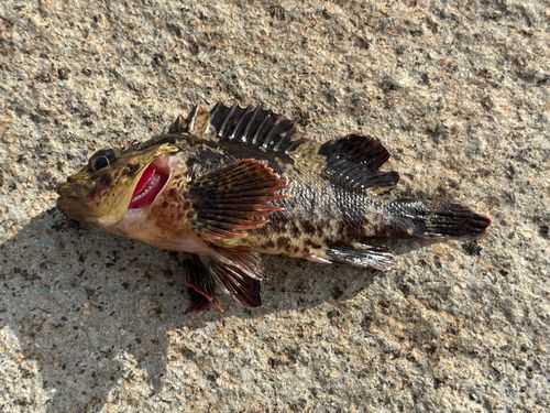 ムラソイの釣果