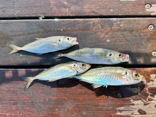 アジの釣果