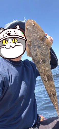 マゴチの釣果