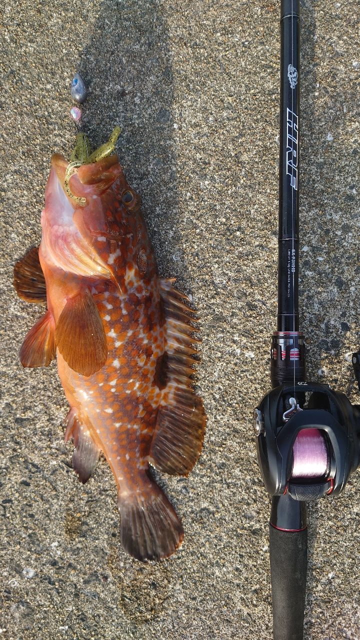 キジハタの釣果写真