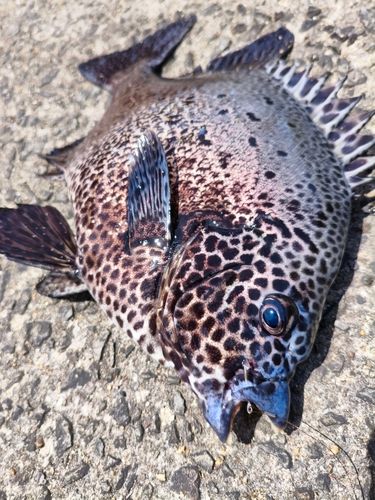 イシガキダイの釣果