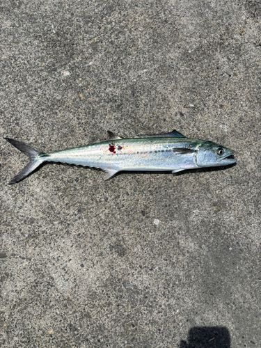 サゴシの釣果