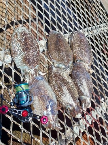 シリヤケイカの釣果