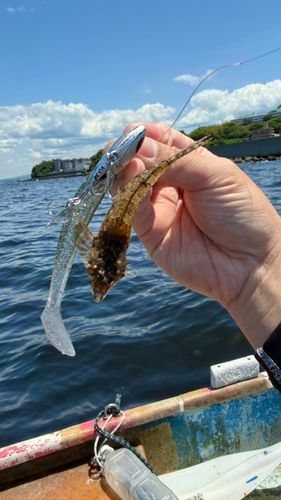 メゴチの釣果