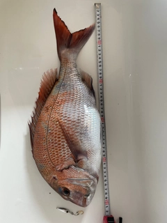タイの釣果