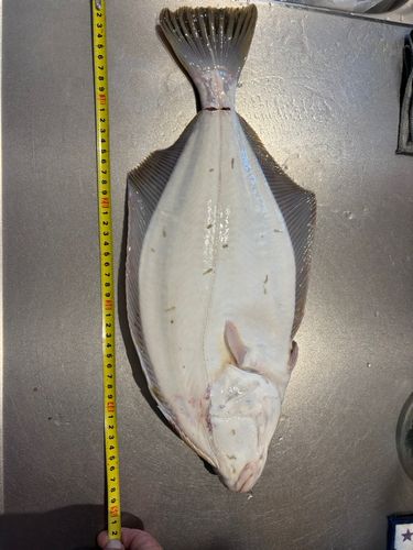 イシモチの釣果