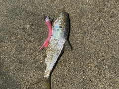コノシロの釣果