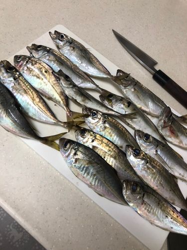 マアジの釣果