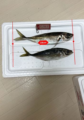 マアジの釣果