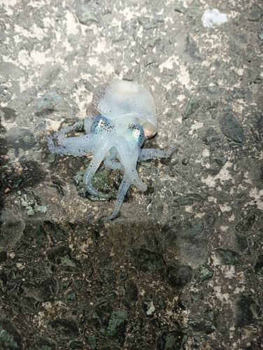 ミミイカの釣果