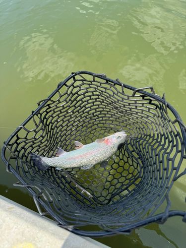 ニジマスの釣果