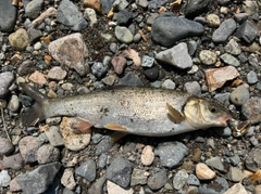 ウグイの釣果