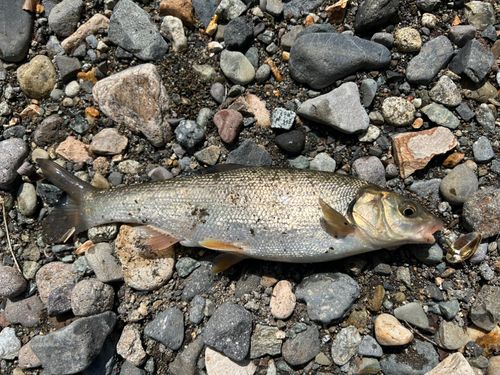ウグイの釣果