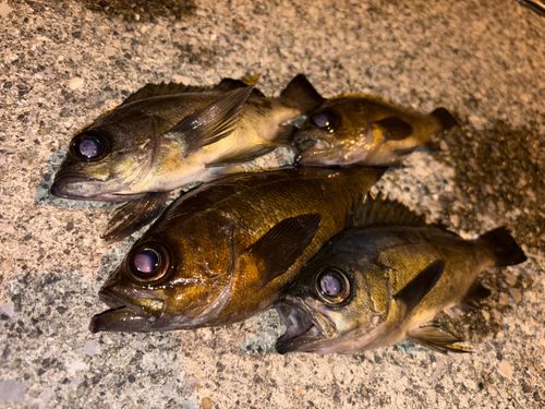 メバルの釣果