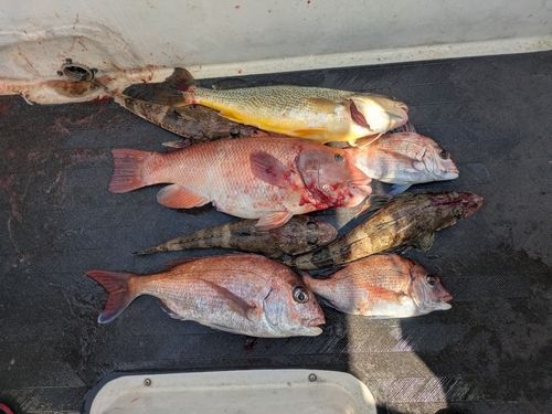 マダイの釣果