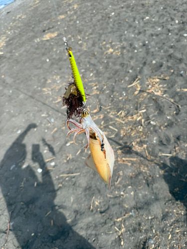 イカの釣果