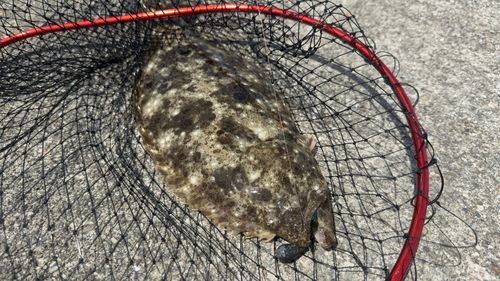 ヒラメの釣果