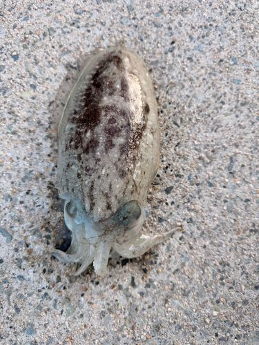 コウイカの釣果