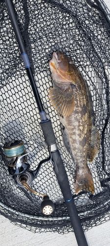 アイナメの釣果