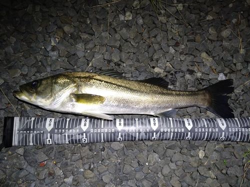 スズキの釣果