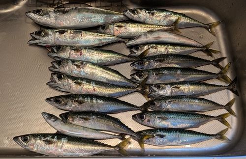 サバの釣果
