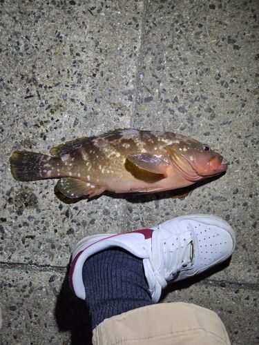 アコウの釣果