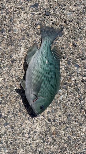 クチブトグレの釣果