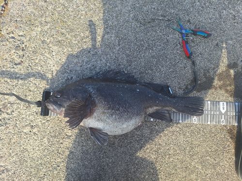 クロソイの釣果