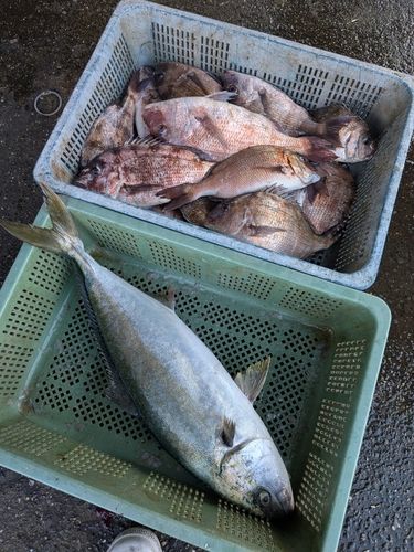 マダイの釣果