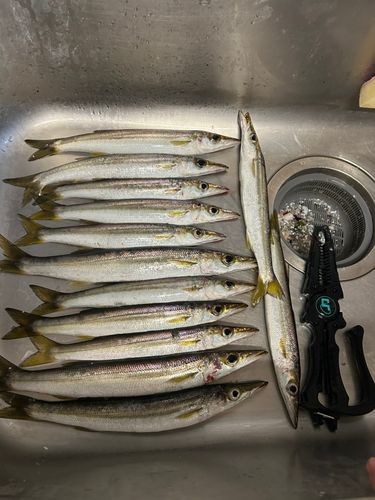 カマスの釣果