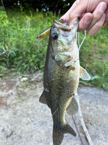 ラージマウスバスの釣果
