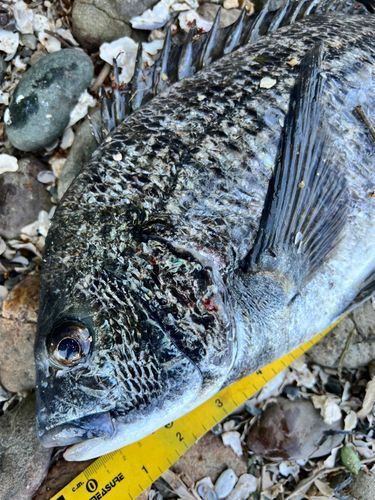 クロダイの釣果