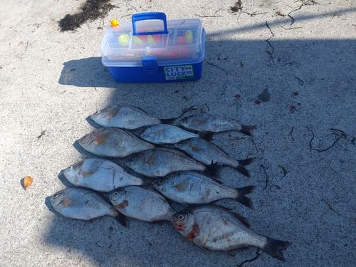 ウミタナゴの釣果