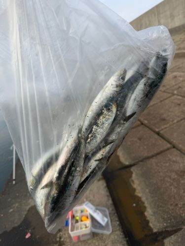 イワシの釣果